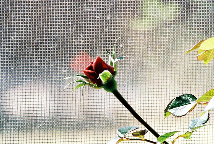 Give me more Kodak NC 400