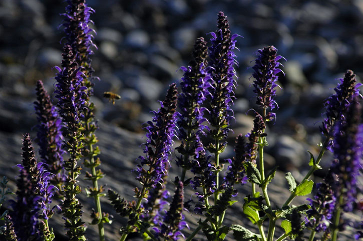 Beeing a Sage