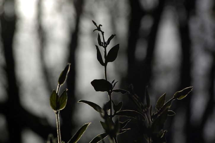Honeysuckle