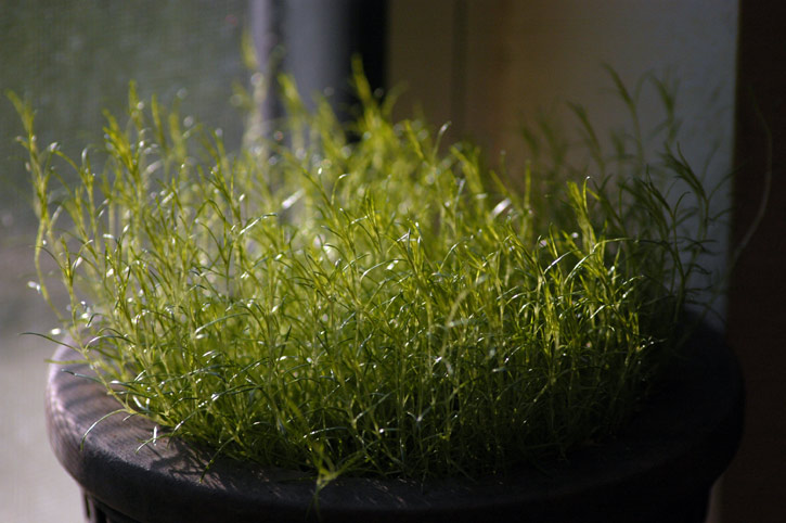 Moss not Mist