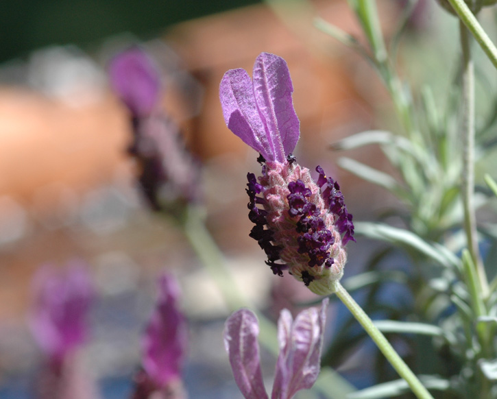 Spanish Lavender Woman