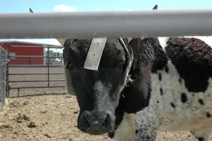 Bull Helmet