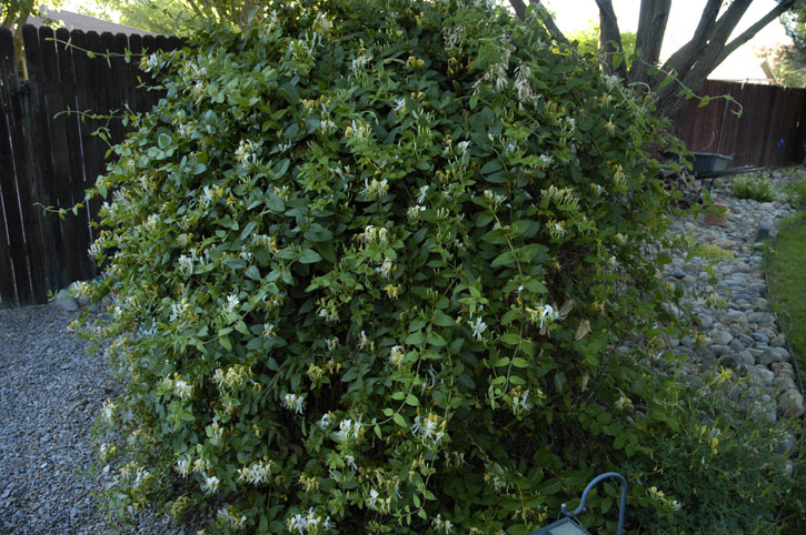 Honeysuckle