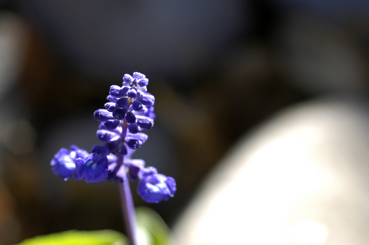 Front Yard Early Summer Xeric