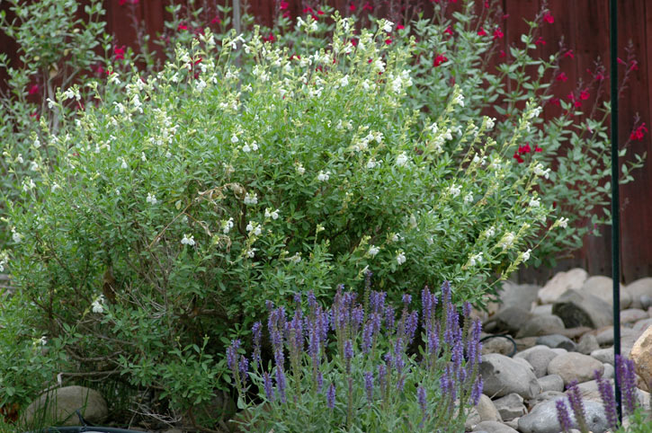 Spring Garden SW