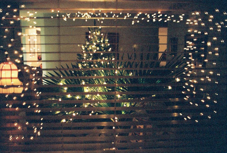 XmasPalm