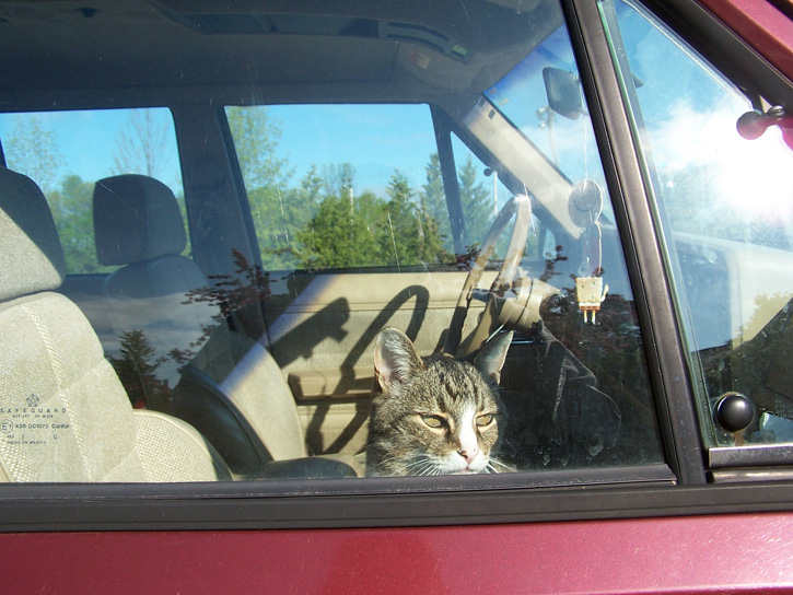Yeah you know who's driving