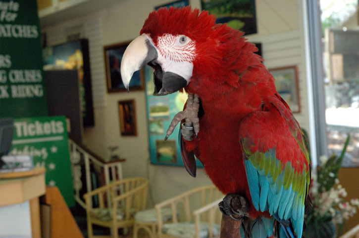 Parrot