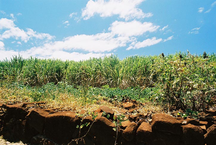 Sugar Cane