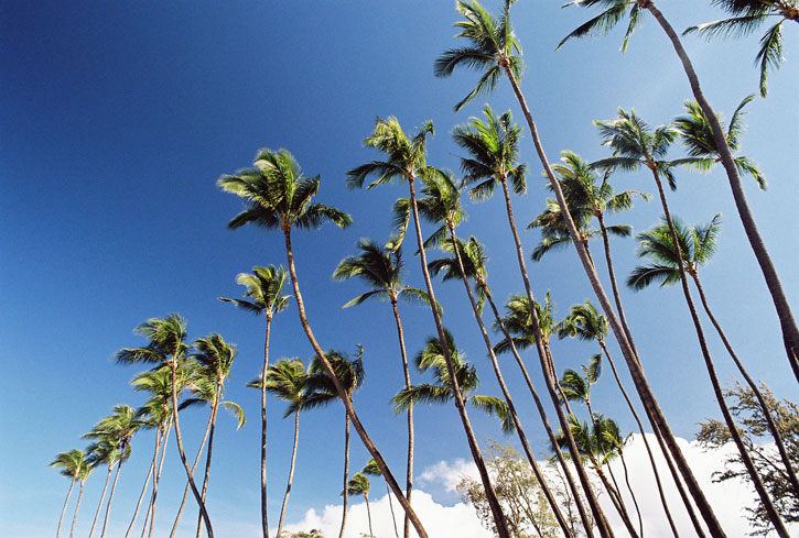 The palm trees are way tall.