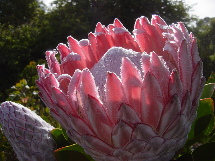 Huge flower