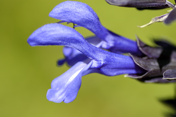 Purple Sage gets in my Mind