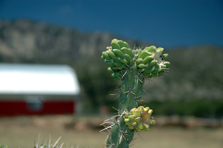Yucca