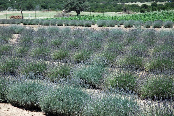 Rows of Lavender