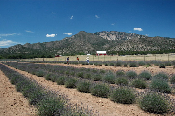 Lavender Farm