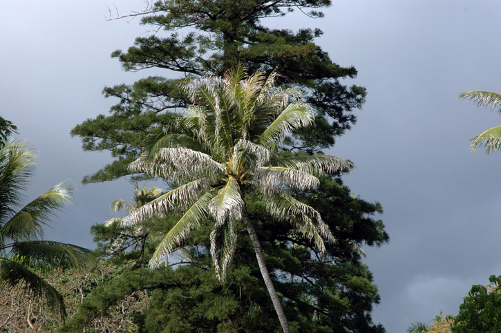 Rain Forest
