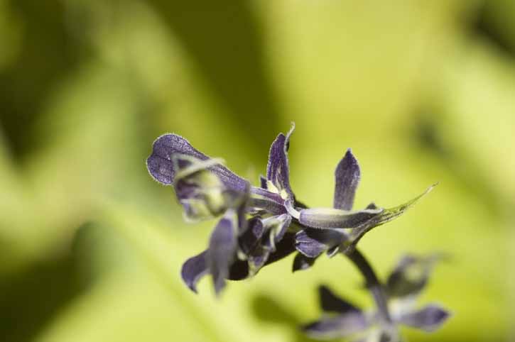 Blueberry Sage