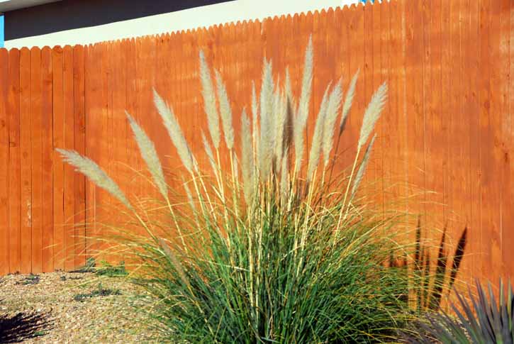 Pompous Grass