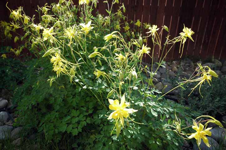 Yellow Columbine