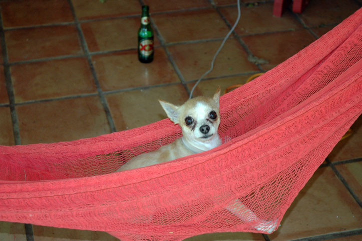 Ginger Chilaxing