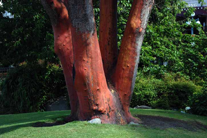Red trunked tree