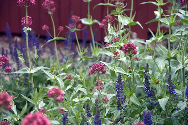 Nays' Garden