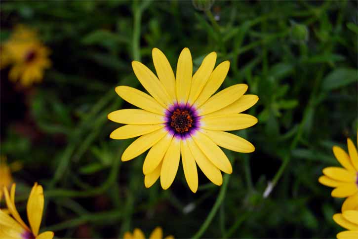 Yellow Flower