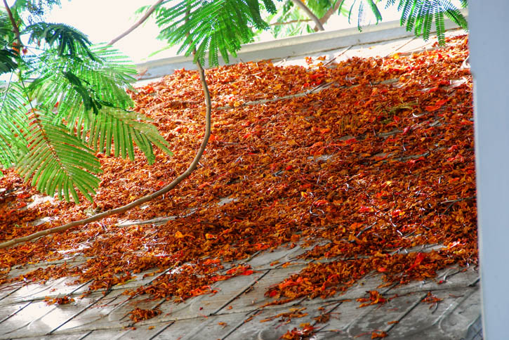 Leaves on Metal Roof