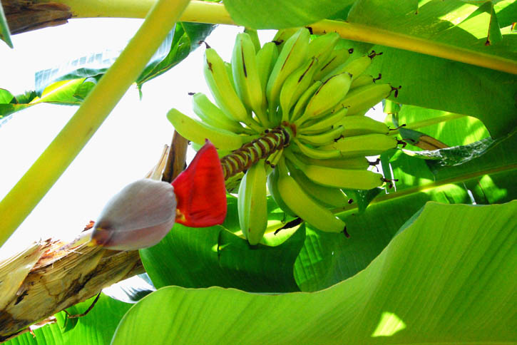 Bananas