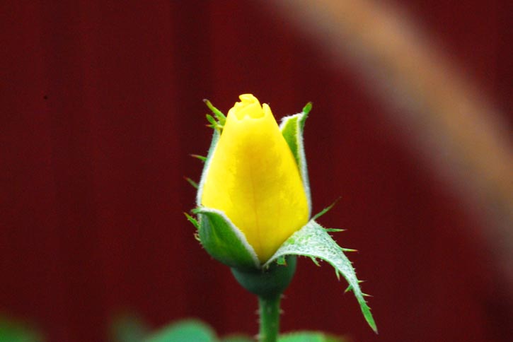 Wedding Rose