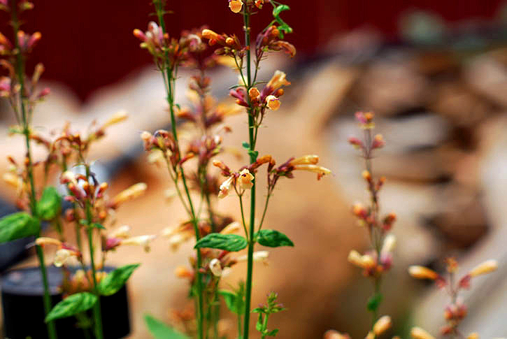 More Shallow Depth of Field