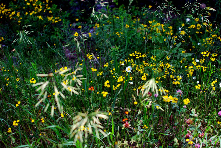 Road Side Flora