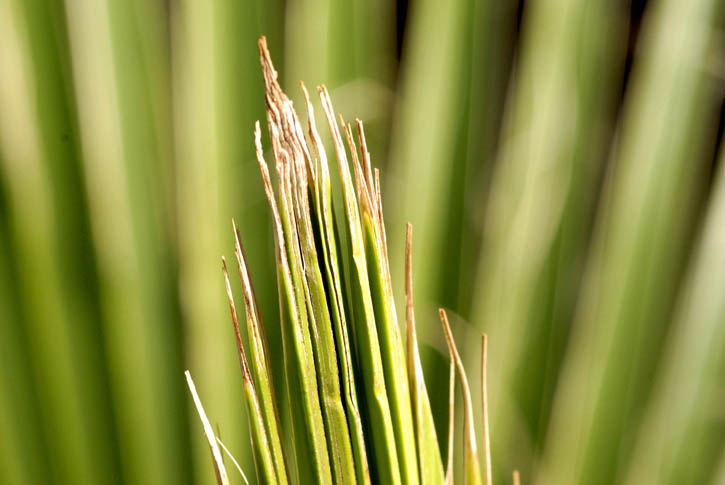 Mexican Palm 202