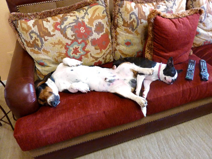 Siesta