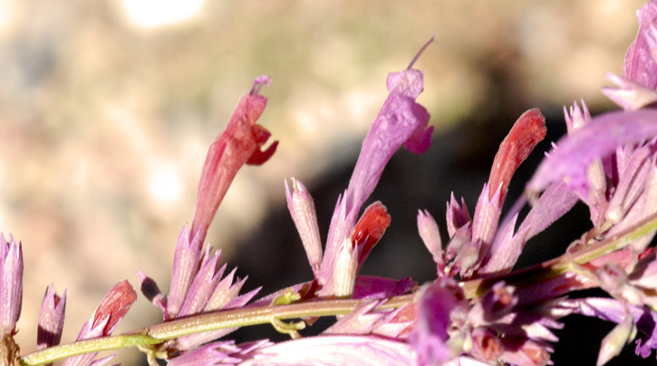 Prime Huato of Hyssop