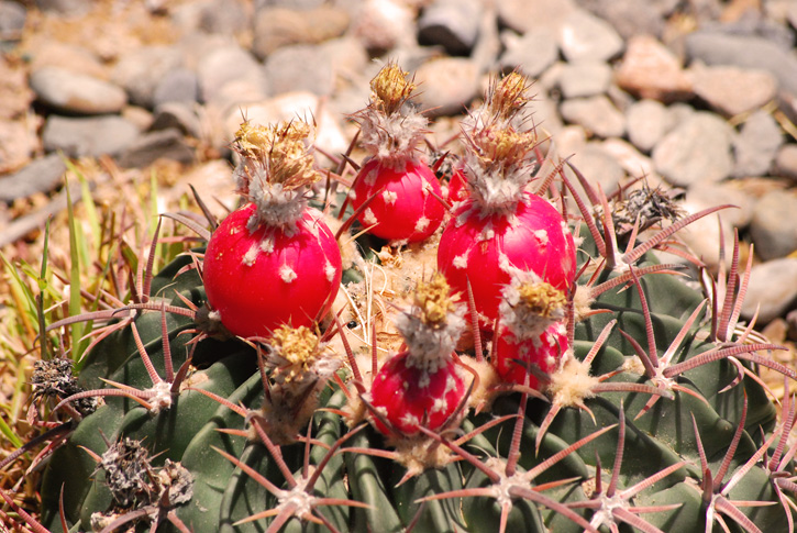 Wild succulent