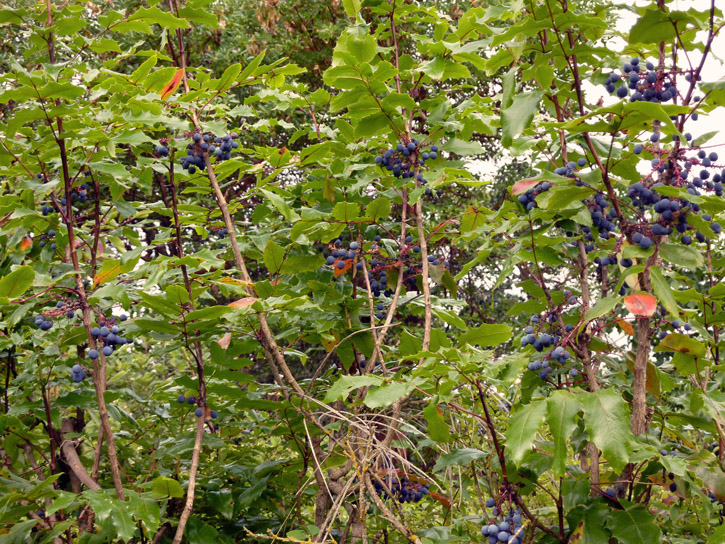Blue Berry Tree