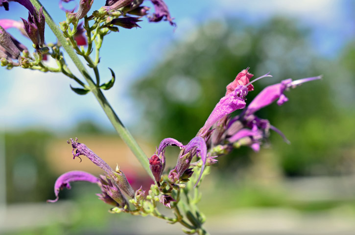 Hybrid Hyssop