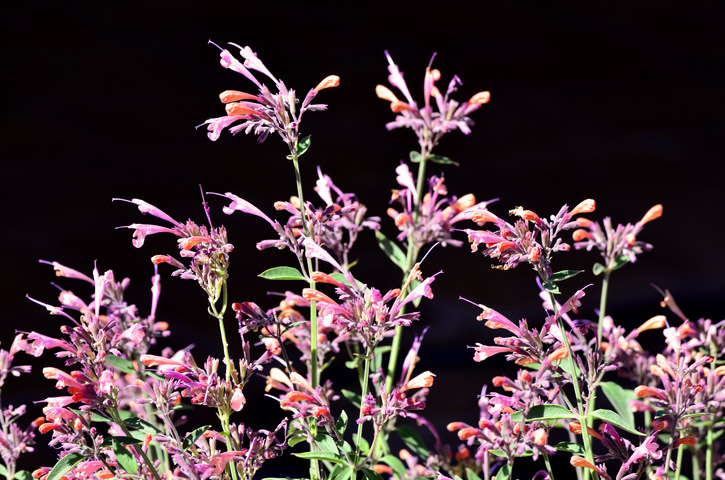 Acapulco Agastache