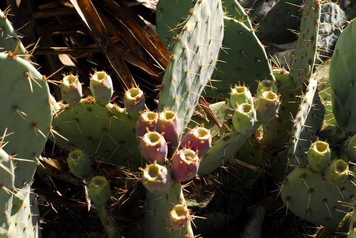 Chihuahuan Desert