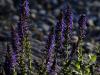 Beeing a Sage