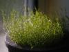 Moss not Mist