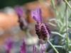 Spanish Lavender Woman