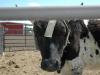 Bull Helmet