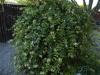 Honeysuckle
