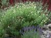 Spring Garden SW