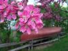 Springtime in Vienna