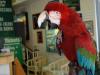 Parrot