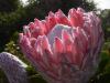 Huge flower