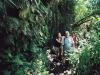 The Mighty Jungle